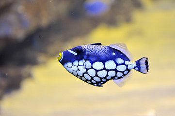 Image showing colorful butterfly-fish in a aquarium 