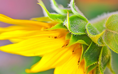Image showing Sunflower detail 