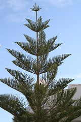 Image showing Pine in Spain