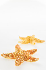 Image showing Dried yellow-orange starfish