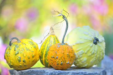 Image showing pumpkins