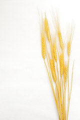 Image showing Wheat isolated on white