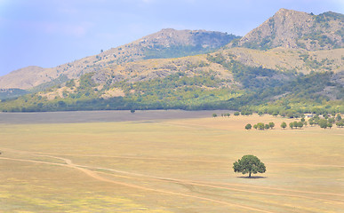 Image showing solitary tree