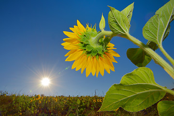 Image showing Sunflowers field