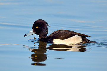 Image showing Tufted Duck