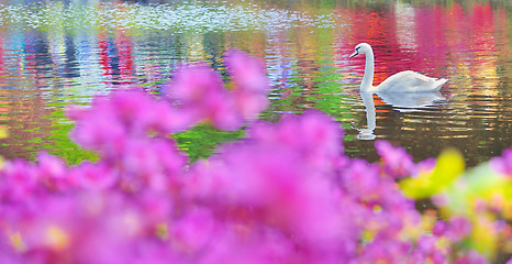 Image showing swan on water