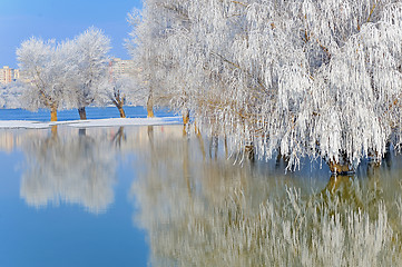 Image showing winter trees covered with frost