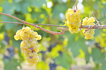 Image showing Yellow grapes