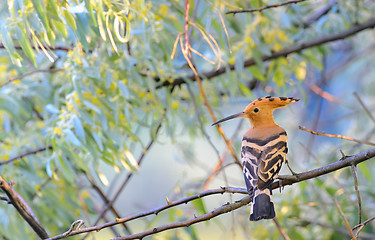 Image showing Hoopoe (Upupa epops)