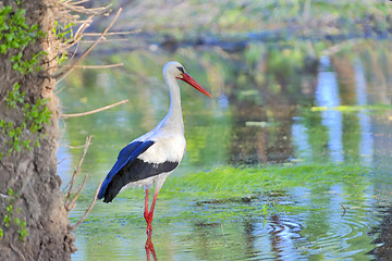 Image showing swan on lake 