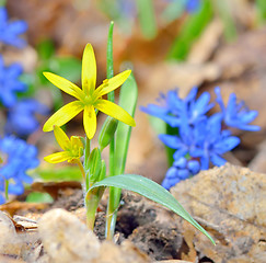 Image showing Spring yellow flower