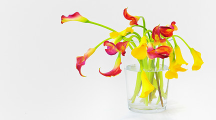 Image showing calla lilies in vase