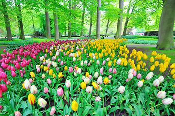 Image showing Garden of tulips