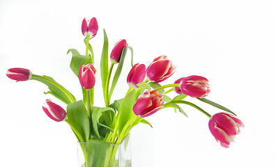 Image showing tulips in vase