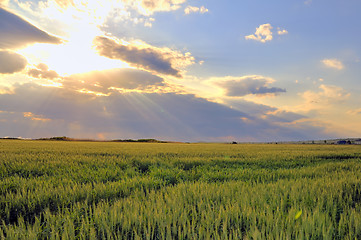 Image showing wheat field with sunset