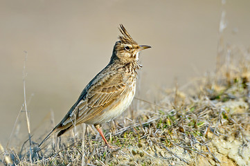 Image showing Crested Lark, Galerida cristata 