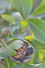 Image showing ripe Walnuts on tree 