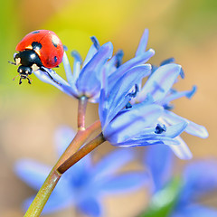 Image showing ladybug on blue flower