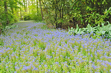 Image showing Keukenhof gardens