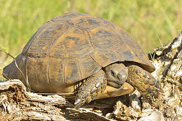 Image showing turtle in the wood