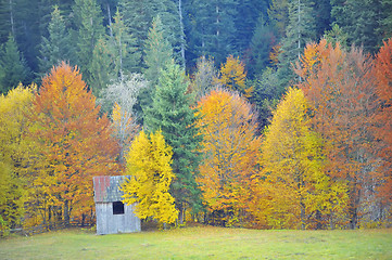 Image showing autumn birch forest