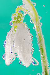 Image showing snowdrop in water with bubbles on green background