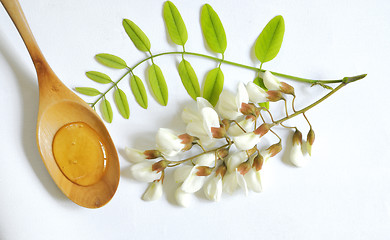 Image showing acacia honey 
