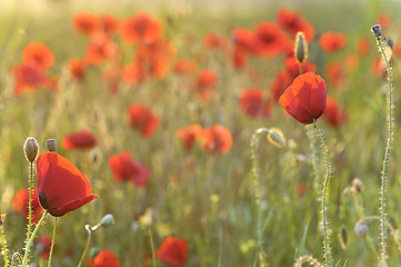 Image showing Field of poppies