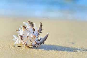 Image showing seashell on the beach