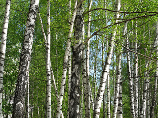 Image showing Beautiful spring birch