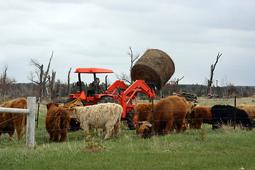 Image showing Feeding the Cows