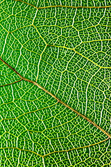 Image showing green leaf