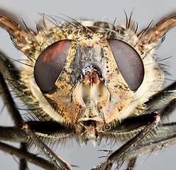 Image showing Housefly close-up.