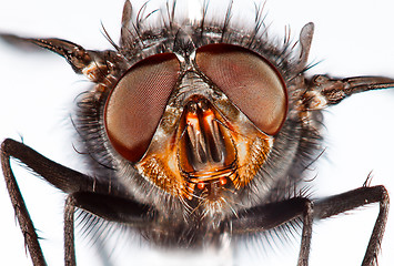 Image showing Housefly close-up.