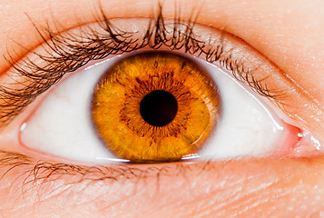 Image showing Human eye.