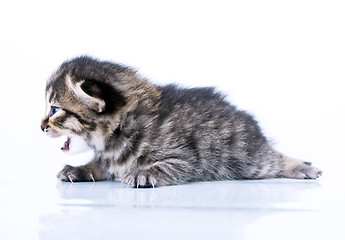 Image showing little 2 weeks old kitten