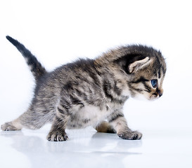 Image showing little 2 weeks old kitten