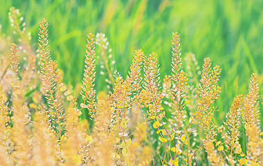 Image showing Field of grass during sunset