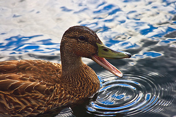 Image showing Quacking duck on the water 
