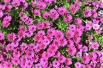 Image showing pink daisy