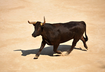 Image showing running bull