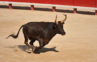 Image showing running bull