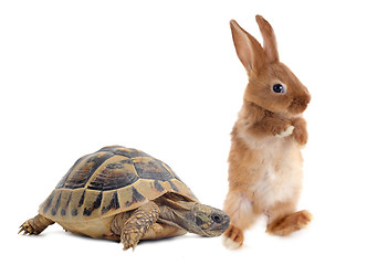 Image showing Tortoise and rabbit