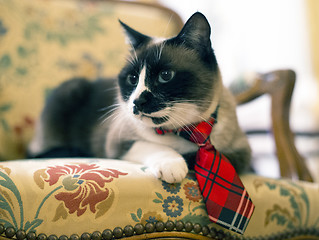 Image showing Siamese Cat with tie