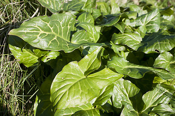 Image showing Chenopodium bonus-henricus