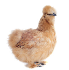 Image showing young Silkie