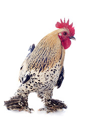 Image showing bantam rooster