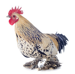 Image showing bantam rooster