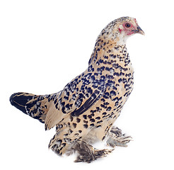 Image showing bantam chicken