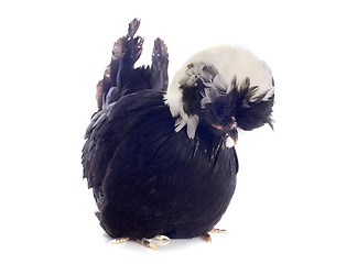 Image showing dutch bantam